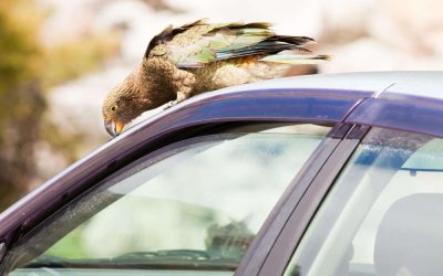 Eliminar los excrementos de pájaros de tu coche