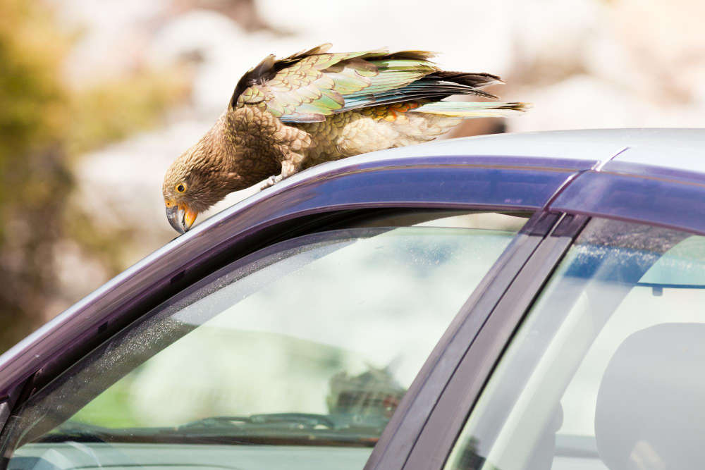 Eliminar los excrementos de pájaros de tu coche